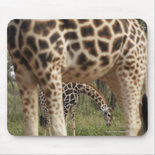 Giraffes 2 musmatta
