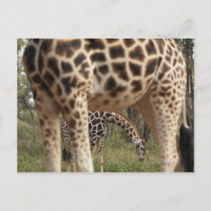 Giraffes 2 vykort