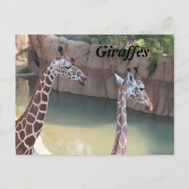 Giraffes # 2 vykort (Framsida)