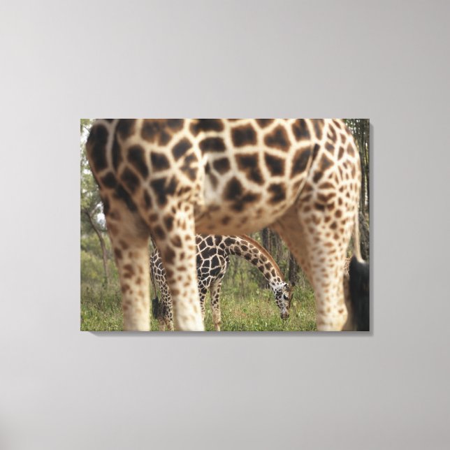 Giraffes 4 canvastryck (Framsida)