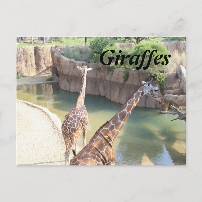 Giraffes # 5 vykort (Framsida)