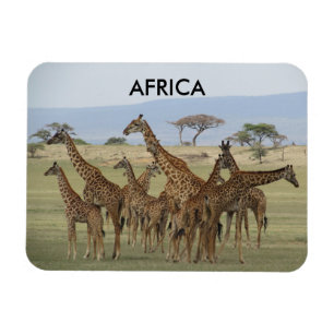 giraffes-afrika magnet