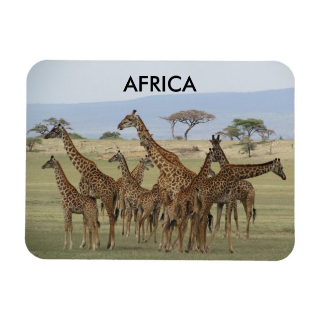 giraffes-afrika magnet (Horisontell)