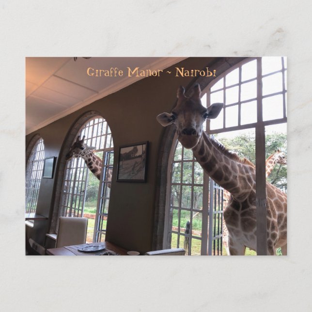 Giraffes at Giraffe Manor in Nairobi Vykort (Framsida)