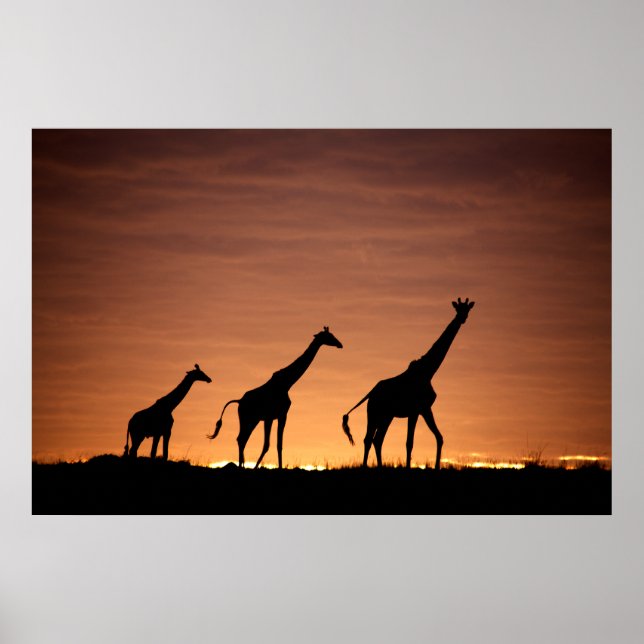Giraffes at Sunset Poster (Framsidan)