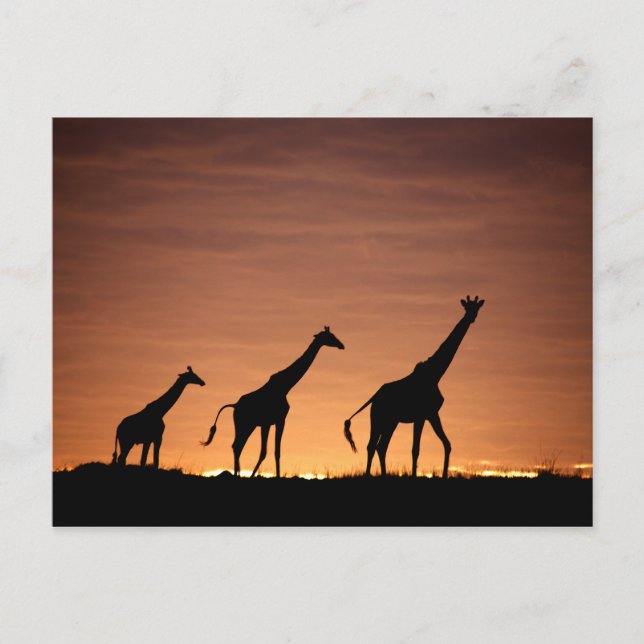 Giraffes at Sunset Vykort (Framsida)