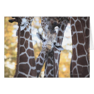 Giraffes at Tama Zoo, Tama Zoo, Tokyo Hälsningskort