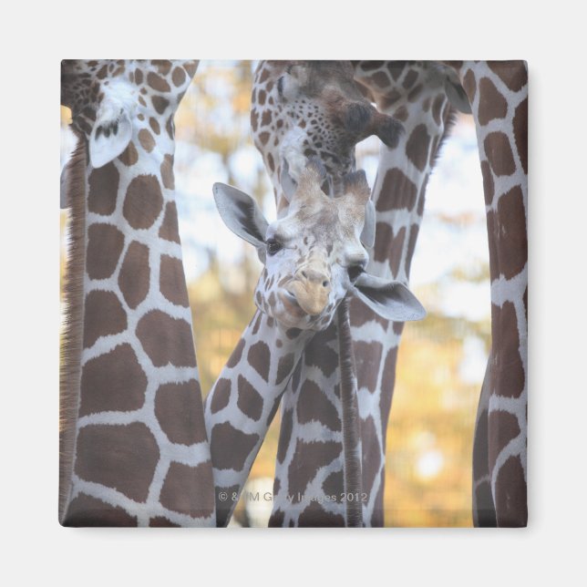 Giraffes at Tama Zoo, Tama Zoo, Tokyo Magnet (Framsidan)