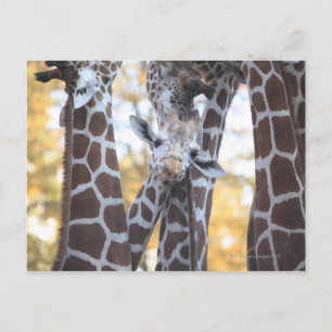 Giraffes at Tama Zoo, Tama Zoo, Tokyo Vykort