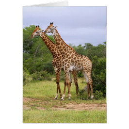 Giraffes Card Hälsningskort