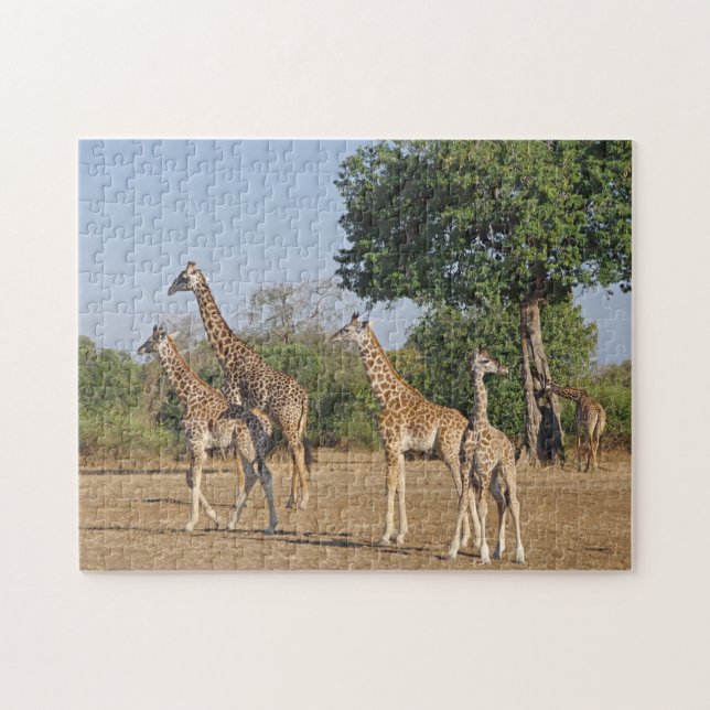 Giraffes familjepussel pussel (Horisontell)