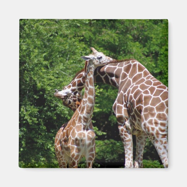 giraffes hugger magnet (Framsidan)