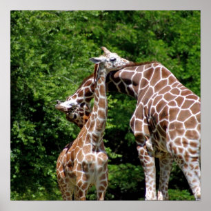Giraffes Hugger Poster