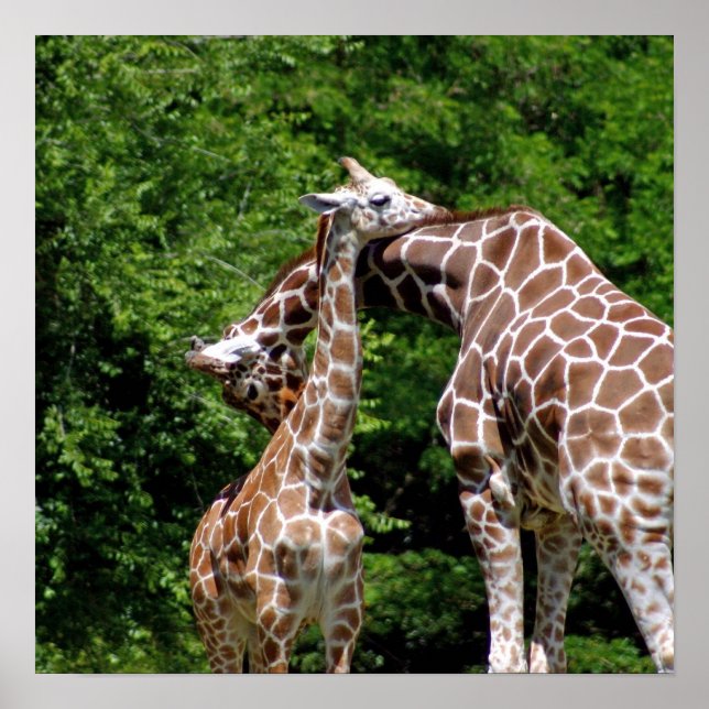 Giraffes Hugger Poster (Framsidan)