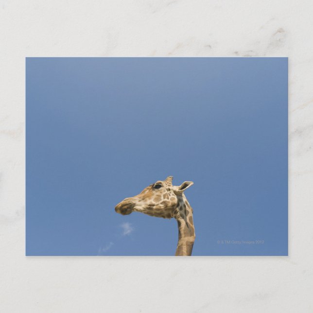 Giraffes huvud vykort (Framsida)