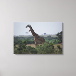 Giraffes i Afrika Canvastryck