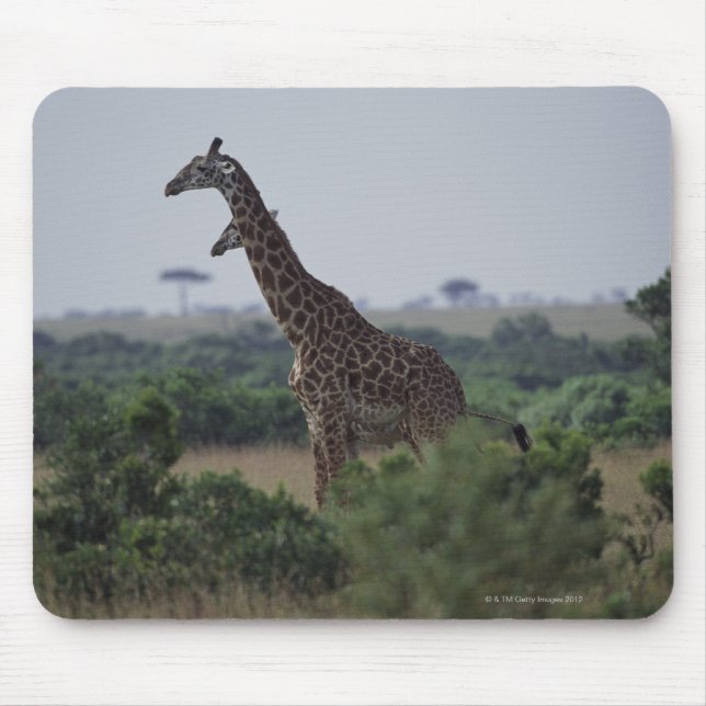 Giraffes i Afrika Musmatta (Framsidan)