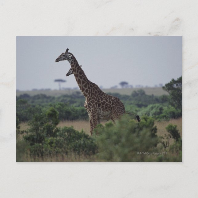 Giraffes i Afrika Vykort (Framsida)
