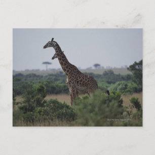Giraffes i Afrika Vykort