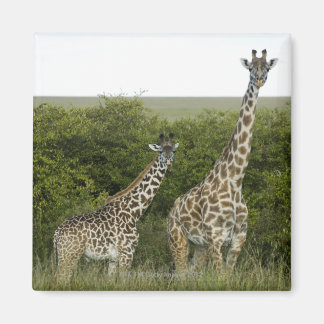 Giraffes i Kenya, Afrika 2 Magnet