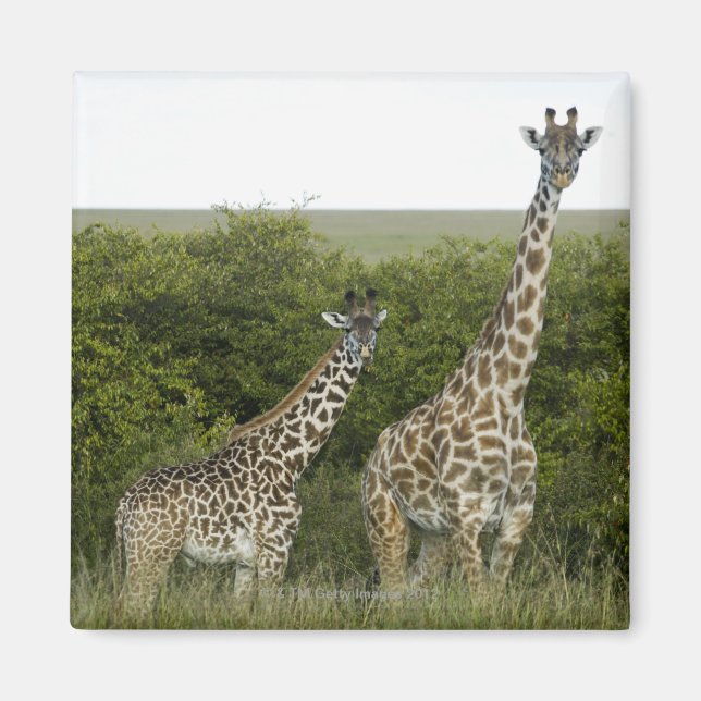 Giraffes i Kenya, Afrika 2 Magnet (Framsidan)