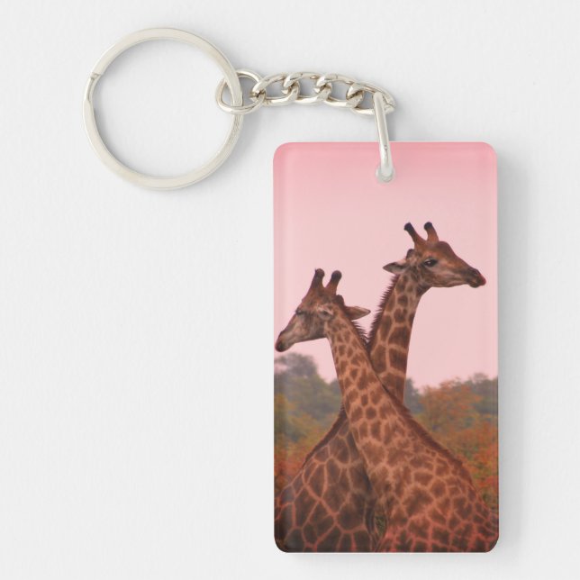 Giraffes i mopani träd med rosa himmel (Framsidan)