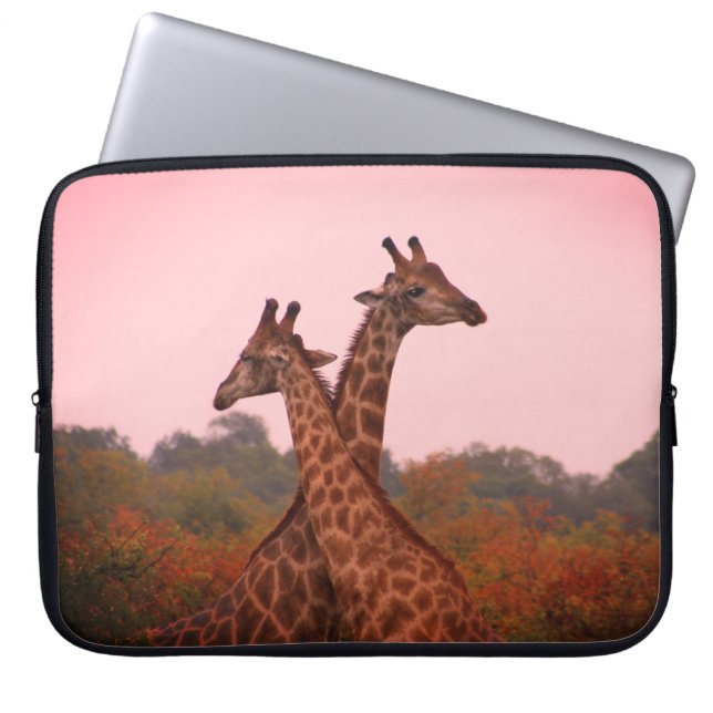 Giraffes i mopani träd med rosa himmel laptop fodral (Framsidan)
