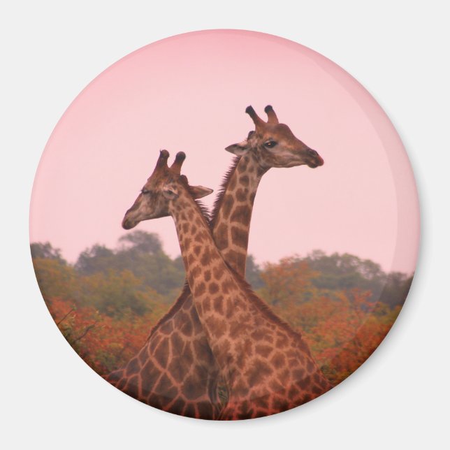 Giraffes i mopani träd med rosa himmel magnet (Framsidan)