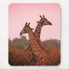 Giraffes i mopani träd med rosa himmel musmatta
