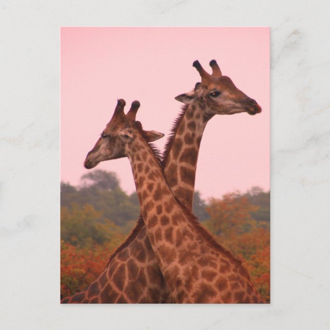 Giraffes i mopani träd med rosa himmel vykort (Framsida)
