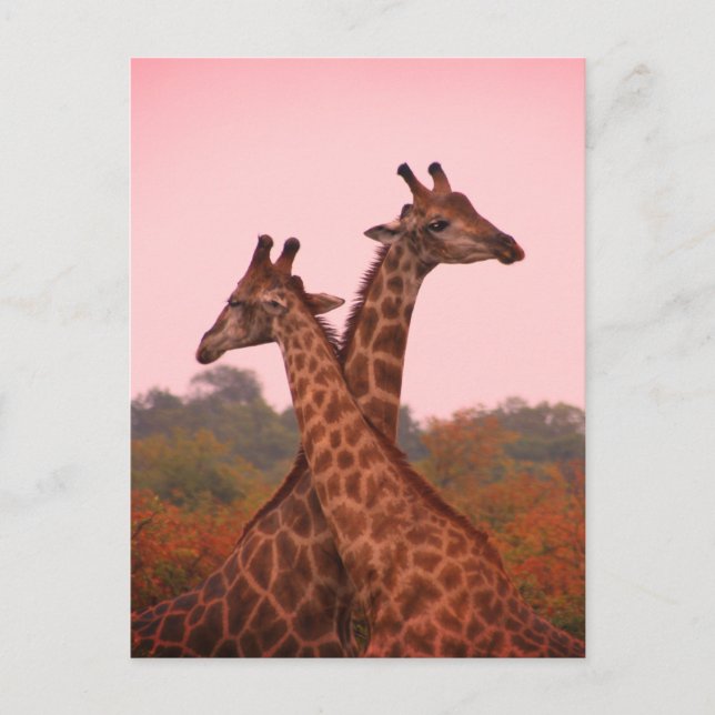 Giraffes i mopani träd med rosa himmel vykort (Framsida)