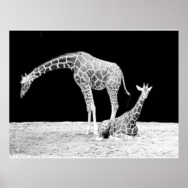 Giraffes in Black and White Poster (Framsidan)