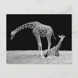Giraffes in Black and White Vykort