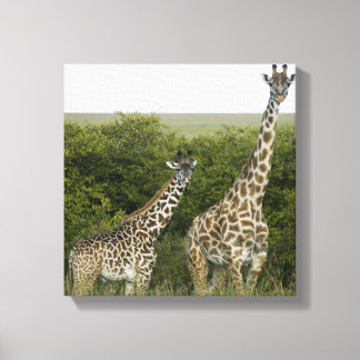 Giraffes in Kenya, Afrika Canvastryck