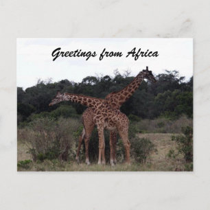 giraffes kor hälsning vykort