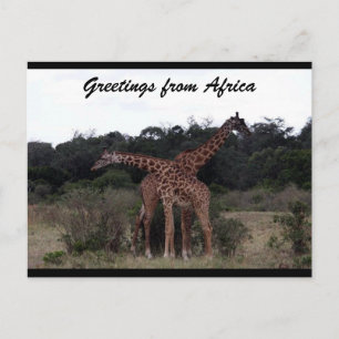 giraffes kor kärlek vykort