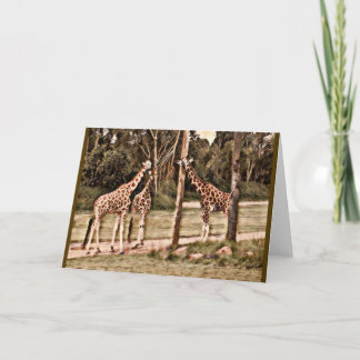 Giraffes Kort