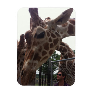 Giraffes Magnet