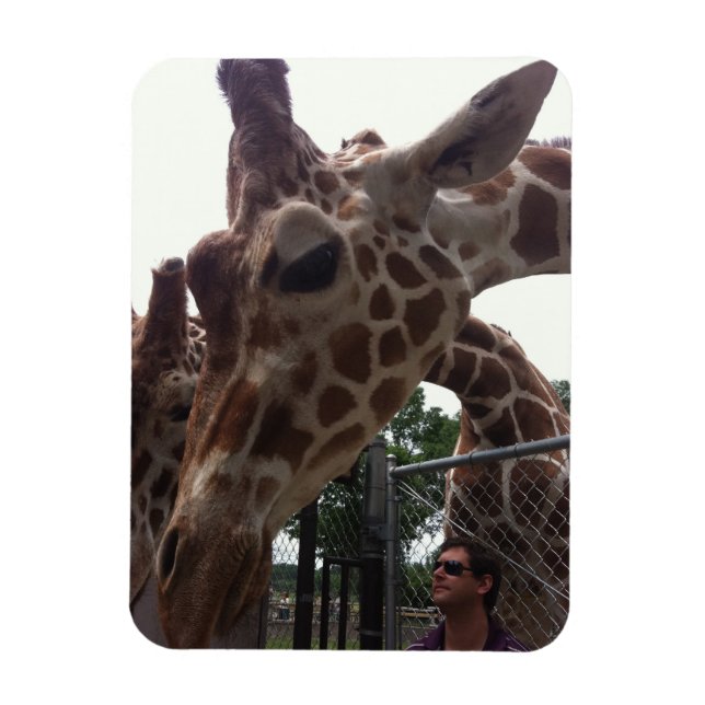 Giraffes Magnet (Vertikal)