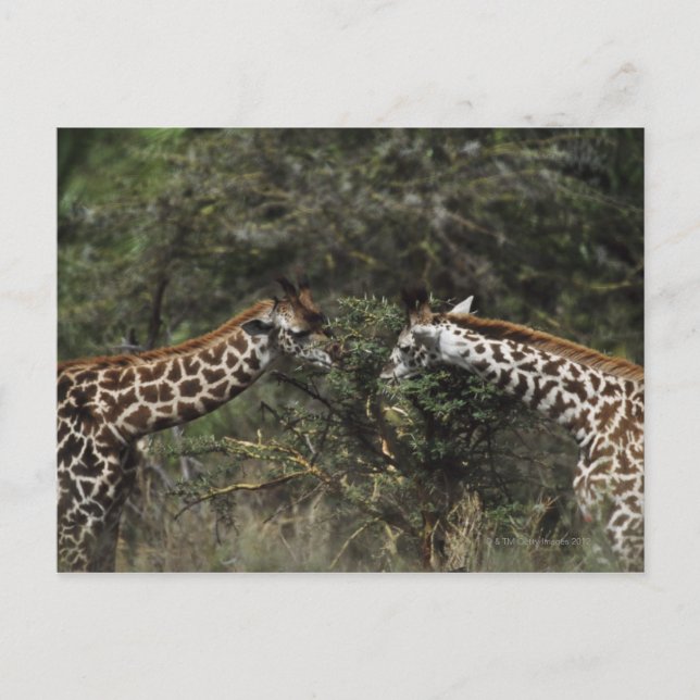 Giraffes Matande på Acacia Gren, Afrika Vykort (Framsida)