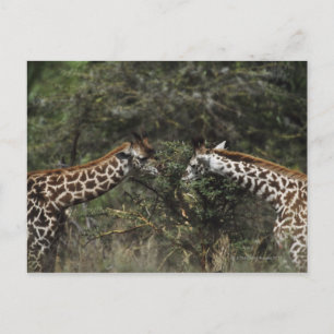 Giraffes Matande på Acacia Gren, Afrika Vykort