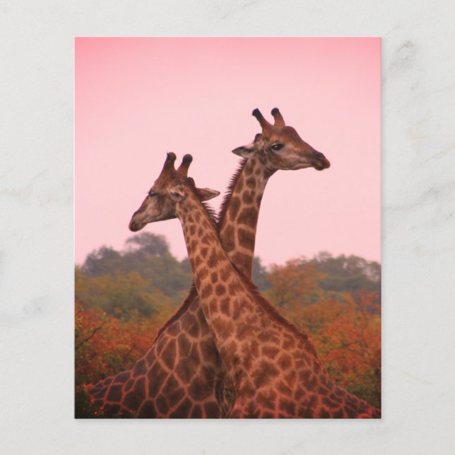 Giraffes med rosa himmel (Framsida)