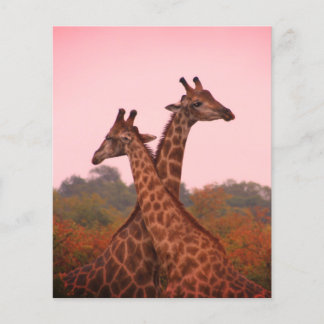 Giraffes med rosa himmel