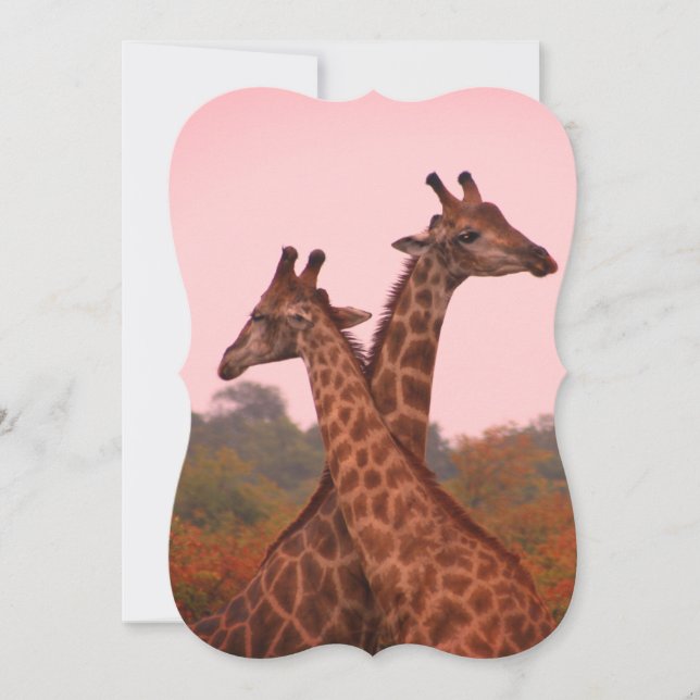 Giraffes med rosa himmel kort (Framsida)