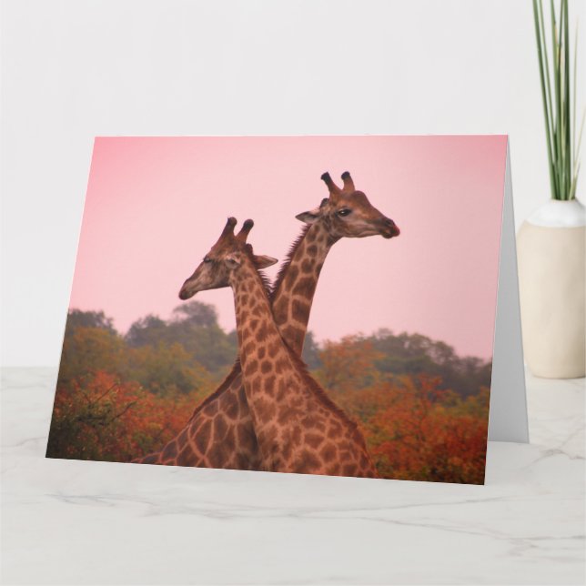 Giraffes med rosa himmel kort (Framsida)