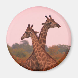 Giraffes med rosa himmel magnet