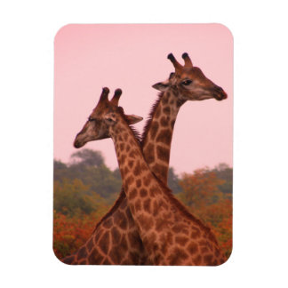 Giraffes med rosa himmel magnet