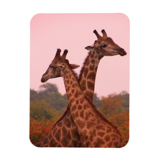 Giraffes med rosa himmel magnet (Vertikal)
