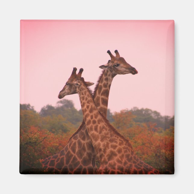 Giraffes med rosa himmel magnet (Framsidan)