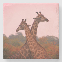 Giraffes med rosa himmel